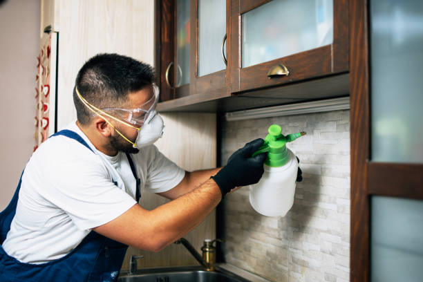 Best Ant Control Services  in Island Lake, IL