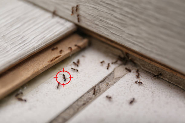 Best Rat Extermination Near Me  in Island Lake, IL