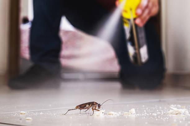 Best Insect Control  in Island Lake, IL