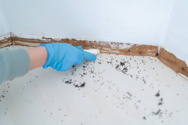 Insect Control in Island Lake, IL